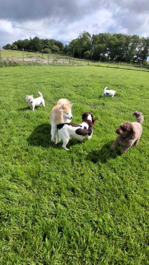 Dogs enjoying supervised group play at The Dogchester