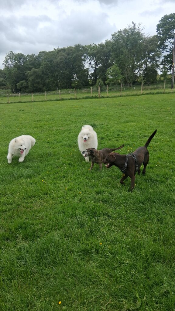 Dogs enjoying supervised activities at The Dogchester in South Lanarkshire