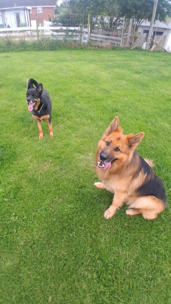 Dogs enjoying time outdoors at The Dogchester in South Lanarkshire
