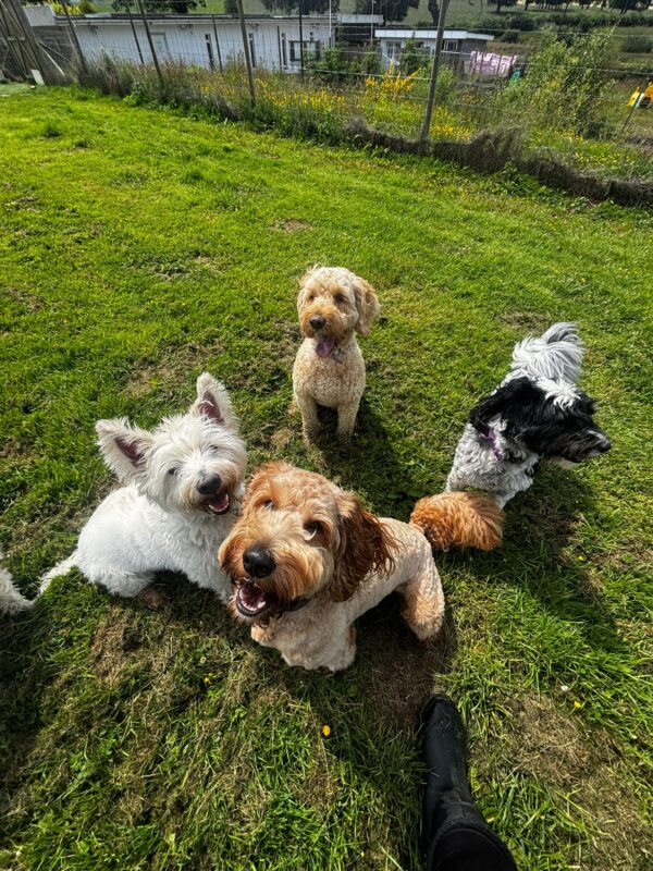 Dogs socialising at The Dogchester in South Lanarkshire